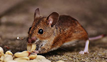 24 Hour & Emergency Exterminators in Frenchville, PA
